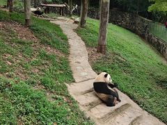 -都江堰中华大熊猫苑
