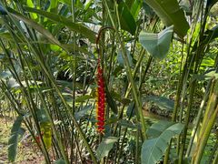 -中国科学院西双版纳热带植物园