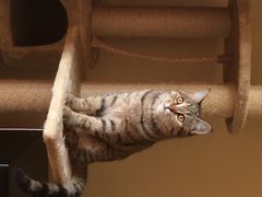 纳吉亚动物诊所-纳吉亚猫专科动物诊疗中心(蒋宅口分院)