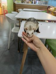 -Moni星球萌宠·小马宝莉·灵蛇·高端高阶全萌宠互动体验俱乐部(红豆国际广场店)