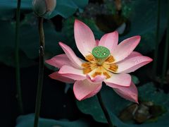 -荔湾湖公园