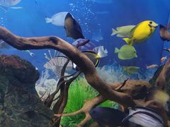 -烟台海昌鲸鲨海洋公园