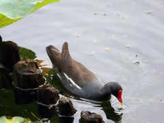 -荔湾湖公园