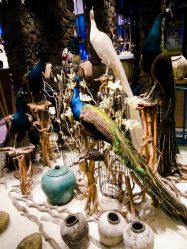 -卡通尼·Safari非洲探索乐园·生日会(金桥国际商业广场店)