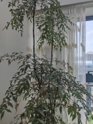 -HEYAN荷妍专业脱毛连锁机构