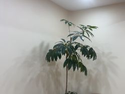-HEYAN荷妍专业脱毛连锁机构