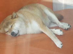 -葑门横街