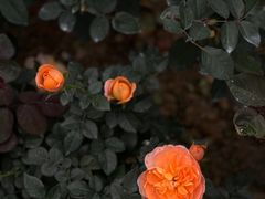 -香蜜公园