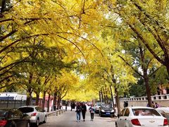-三里屯东五街银杏大道
