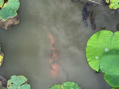-大湾区中央湿地公园