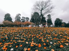 -秀丽东方