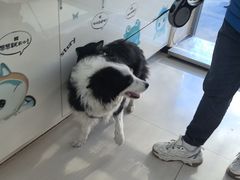 -全心全意连锁动物医院·微创中心·内科急重症·心脏专科(丰管路店)
