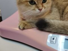 -御宝贝·A梦猫科宠物医院(国际猫友好医院)