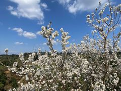 -樱桃山旅游景区