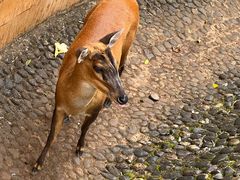 -西双版纳原始森林公园