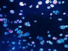 -锦艺城海洋馆