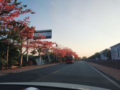 -天适樱花悠乐园