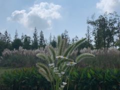 -上海长兴岛郊野公园