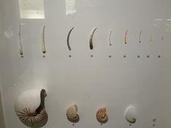 -青岛贝壳博物馆