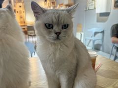 -豆逗聊愈猫阁Easy Life