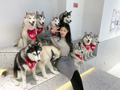 -Husky Go!哈士奇体验馆·宠物咖啡厅狗咖
