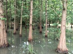 -桤木河湿地公园