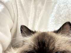 -藏猫猫咖啡主题馆(中央大道店)