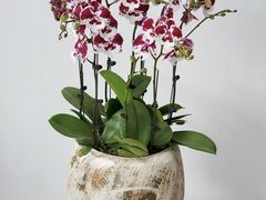 -F.Story 花和故事(新天地店)