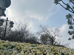 -苏州上方山国家森林公园