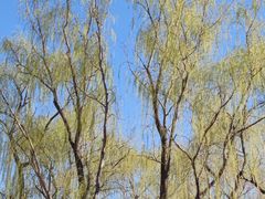 -东升八家郊野公园