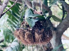 -西双版纳原始森林公园