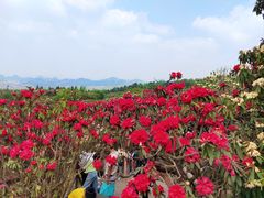 -贵州百里杜鹃风景名胜区