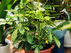 -何兮花店·气球派对鲜花店(马桥银春路万科城店)