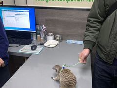 -爱侣宠医·鹦鹉专科·小型哺乳类·异宠专科(灵石路店)