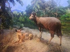 -大连自然博物馆