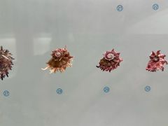 -青岛贝壳博物馆