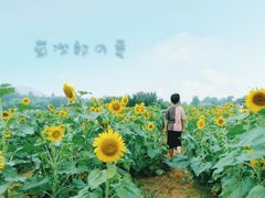 -北京东方普罗旺斯薰衣草庄园