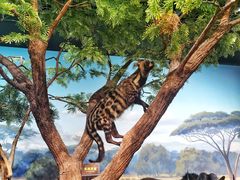 -陕西自然博物馆