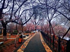 -桃花堤公园