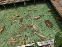 -金河半岛园林酒家(金融城店)