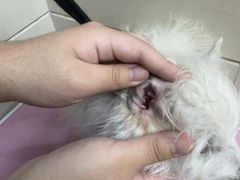 -北京观赏动物医院·24小时大型综合·猫专科·异宠专科