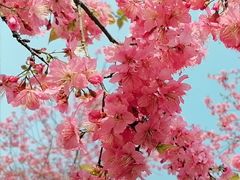 -天适樱花悠乐园