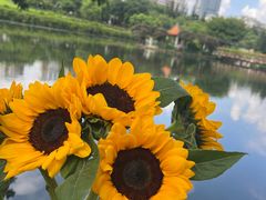 -深圳龙潭公园