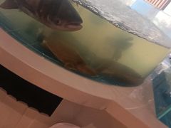 -渔歌子鱼头王(郑州总店)