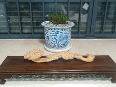 -彩虹桥宠物火化殡葬善终服务(金乐大厦店)