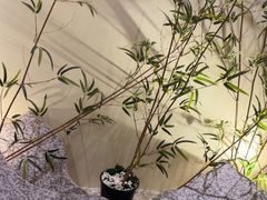 -揽季锅物会.福建黄鱼.海鲜姿造(五四路店)