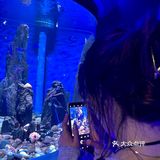 和美人鱼一起潜水啦