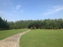 -合肥滨湖国家森林公园