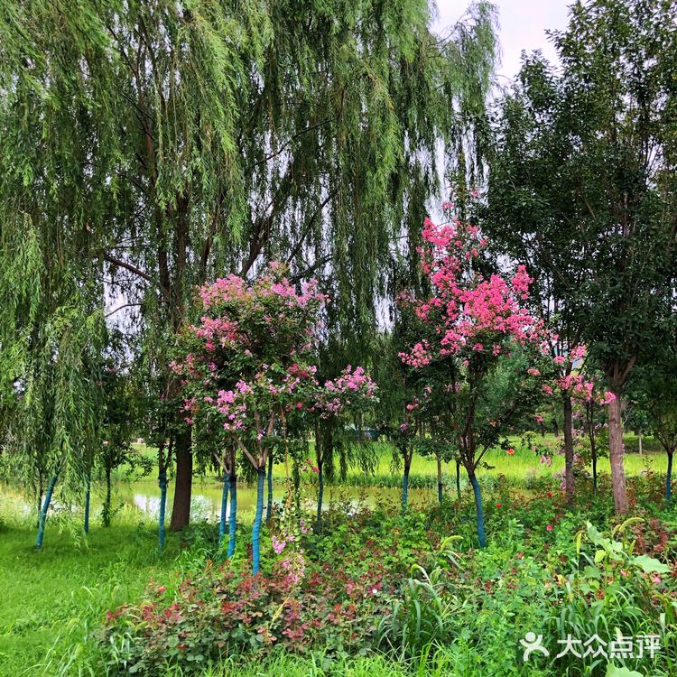 醉美聊城—九州洼月季公园