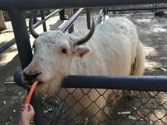 -长白岛森林公园